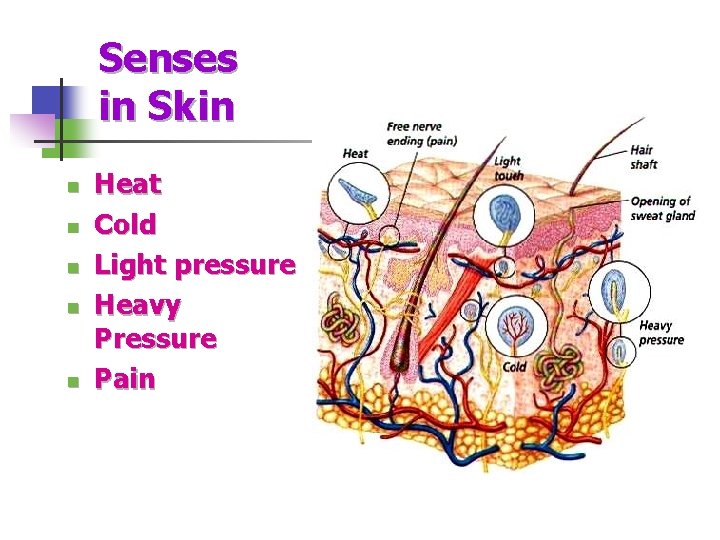 Senses in Skin n n Heat Cold Light pressure Heavy Pressure Pain 