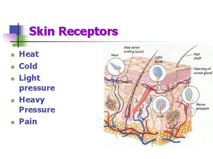 Skin Receptors n n n Heat Cold Light pressure Heavy Pressure Pain 
