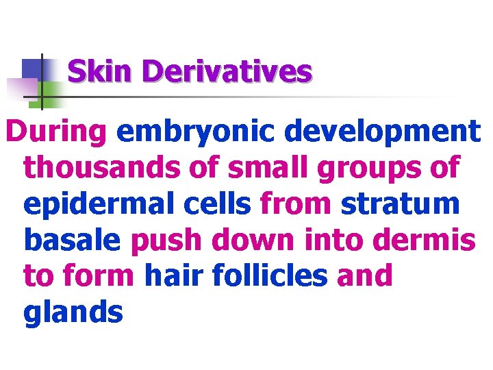 Skin Derivatives During embryonic development thousands of small groups of epidermal cells from stratum