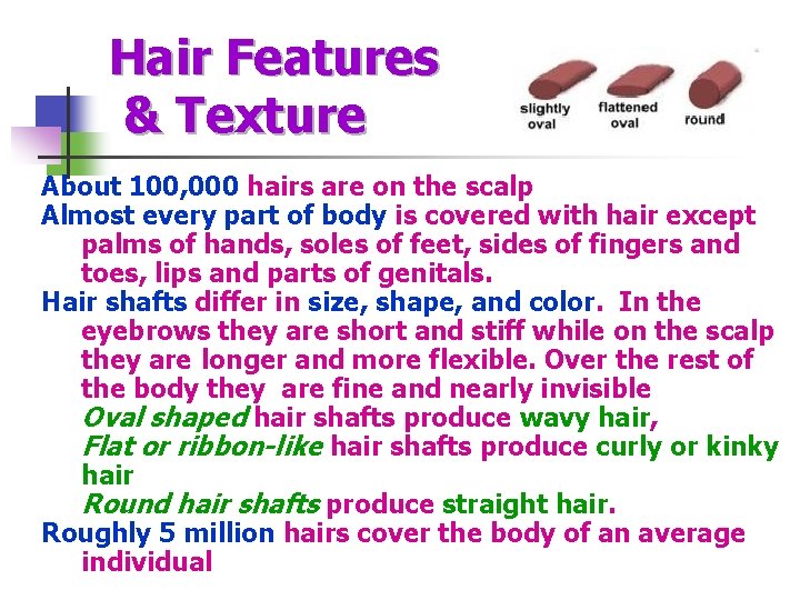 Hair Features & Texture About 100, 000 hairs are on the scalp Almost every