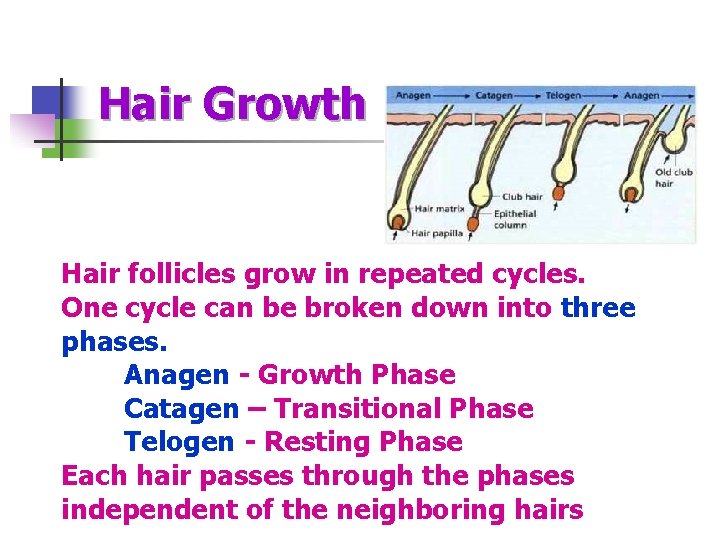 Hair Growth Hair follicles grow in repeated cycles. One cycle can be broken down