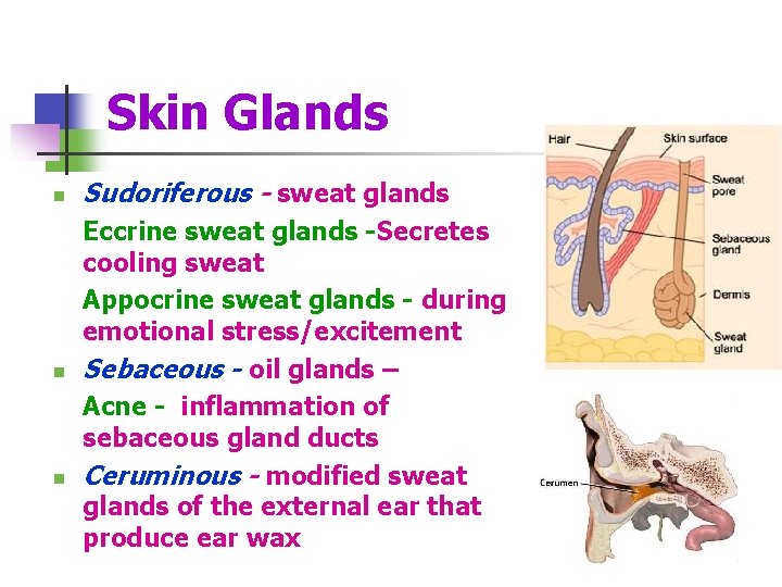 Skin Glands n n n Sudoriferous - sweat glands Eccrine sweat glands -Secretes cooling