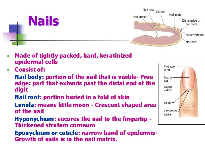 Nails n n Made of tightly packed, hard, keratinized epidermal cells Consist of: Nail