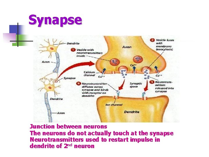 Synapse Junction between neurons The neurons do not actually touch at the synapse Neurotransmitters