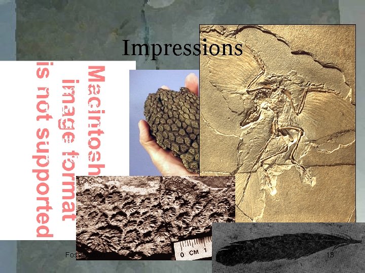 Impressions 2 -dimensional imprints without any organic material Fossilization 13 