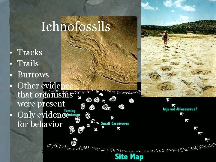 Ichnofossils • • Tracks Trails Burrows Other evidence that organisms were present • Only