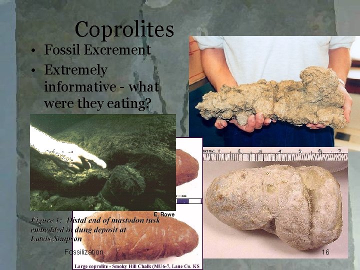 Coprolites • Fossil Excrement • Extremely informative - what were they eating? Fossilization 16