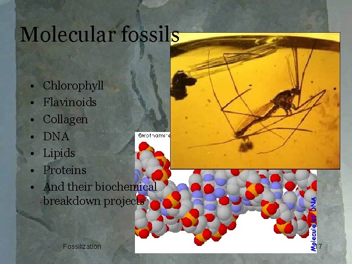 Molecular fossils • • Chlorophyll Flavinoids Collagen DNA Lipids Proteins And their biochemical breakdown