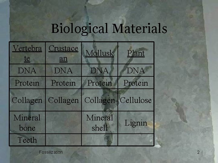 Biological Materials Vertebra Crustace Mollusk te an DNA DNA Protein Plant DNA Protein Collagen