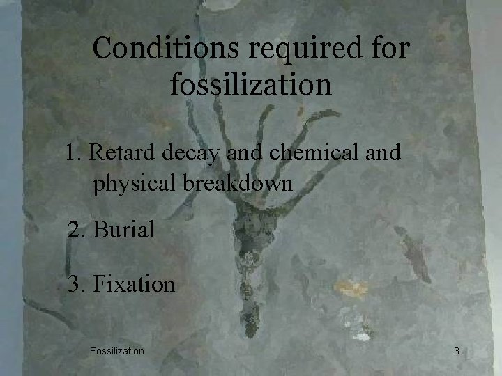 Conditions required for fossilization 1. Retard decay and chemical and physical breakdown 2. Burial