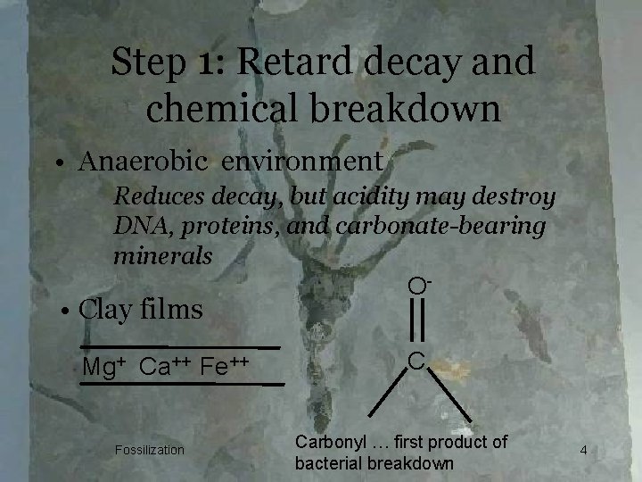 Step 1: Retard decay and chemical breakdown • Anaerobic environment Reduces decay, but acidity