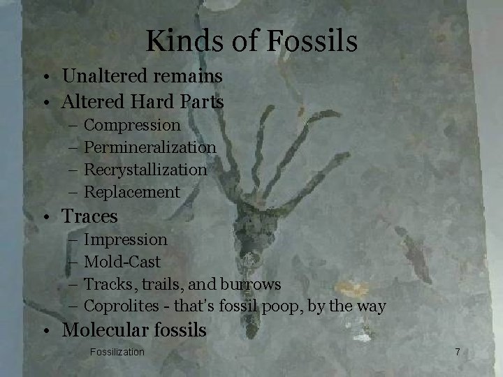 Kinds of Fossils • Unaltered remains • Altered Hard Parts – Compression – Permineralization