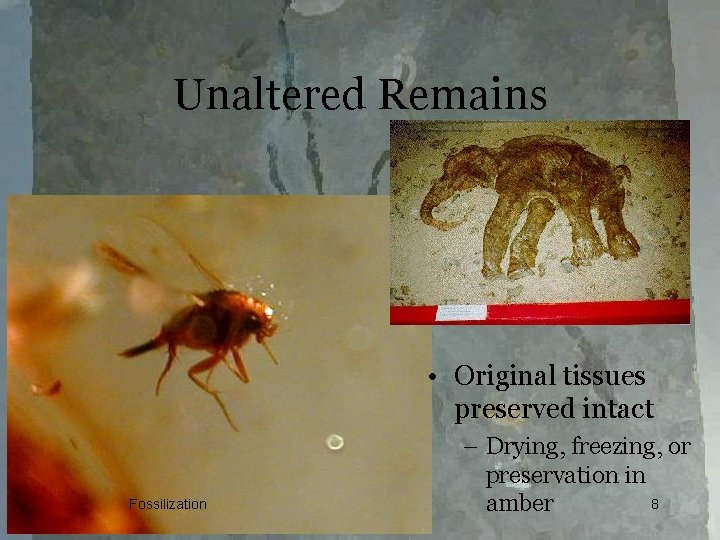Unaltered Remains • Original tissues preserved intact Fossilization – Drying, freezing, or preservation in