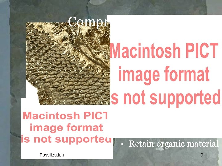 Compressions • 2 D remains of 3 D material • Retain organic material Fossilization