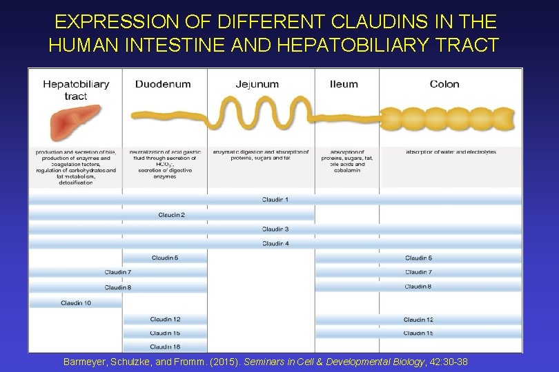 EXPRESSION OF DIFFERENT CLAUDINS IN THE HUMAN INTESTINE AND HEPATOBILIARY TRACT Barmeyer, Schulzke, and