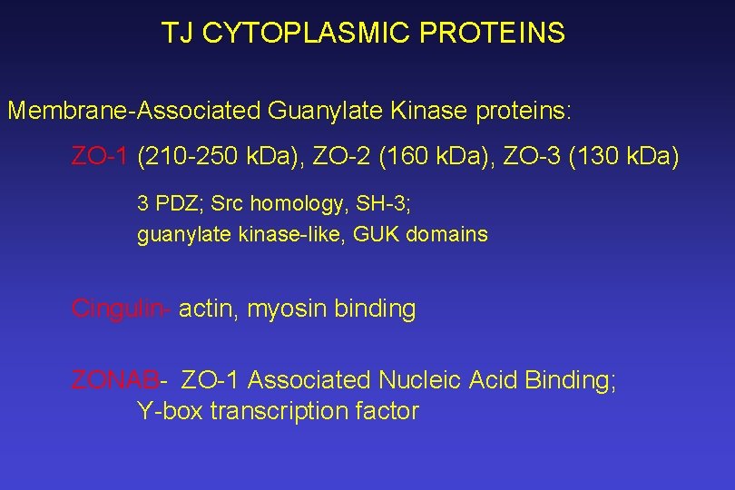 TJ CYTOPLASMIC PROTEINS Membrane-Associated Guanylate Kinase proteins: ZO-1 (210 -250 k. Da), ZO-2 (160