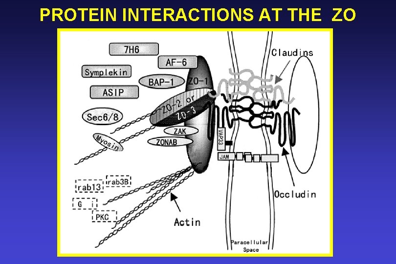 PROTEIN INTERACTIONS AT THE ZO 