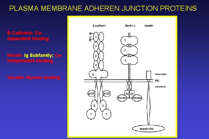 PLASMA MEMBRANE ADHEREN JUNCTION PROTEINS E-Cadherin- Cadependent binding Nectin- Ig Subfamily; Ca. Independent binding