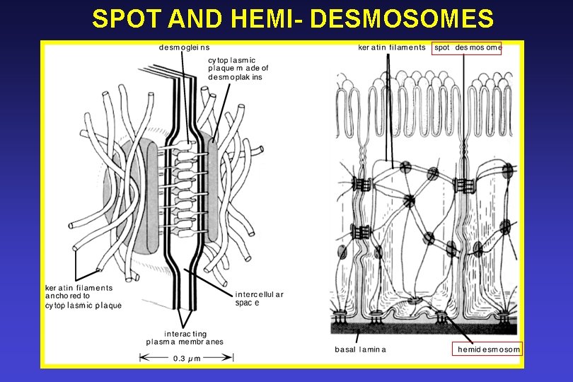 SPOT AND HEMI- DESMOSOMES 