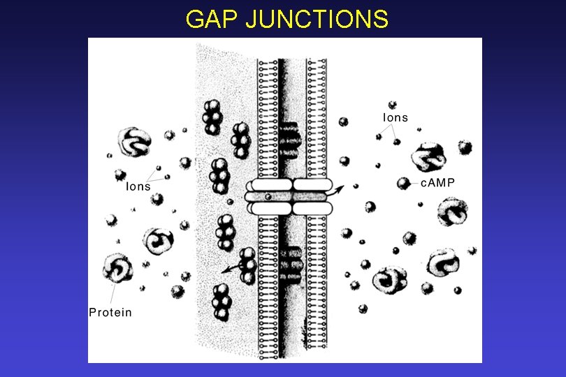 GAP JUNCTIONS 