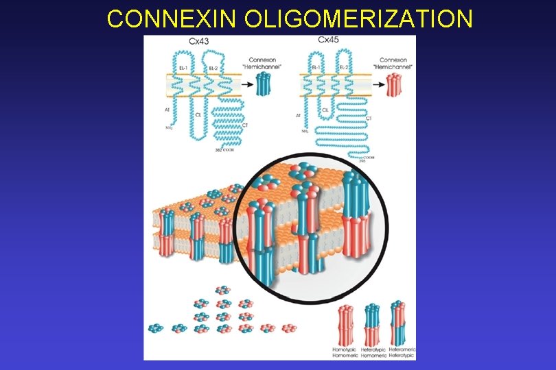 CONNEXIN OLIGOMERIZATION 