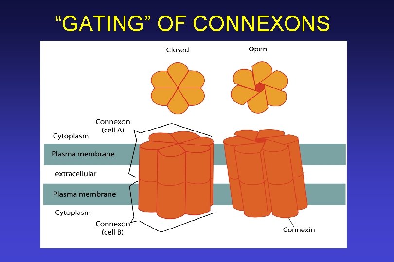 “GATING” OF CONNEXONS 