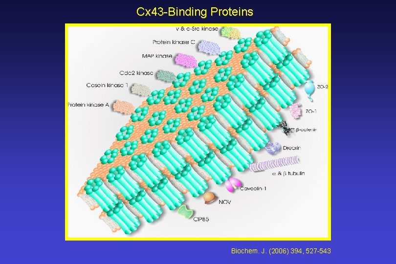 Cx 43 -Binding Proteins Biochem. J. (2006) 394, 527 -543 