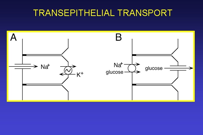 TRANSEPITHELIAL TRANSPORT 