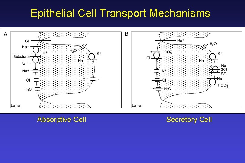 Epithelial Cell Transport Mechanisms Absorptive Cell Secretory Cell 