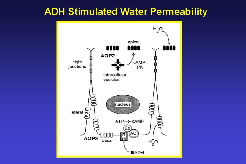 ADH Stimulated Water Permeability 