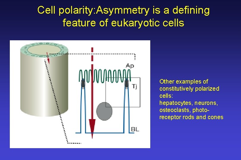 Cell polarity: Asymmetry is a defining feature of eukaryotic cells Other examples of constitutively