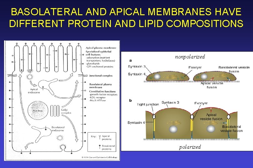 BASOLATERAL AND APICAL MEMBRANES HAVE DIFFERENT PROTEIN AND LIPID COMPOSITIONS nonpolarized 