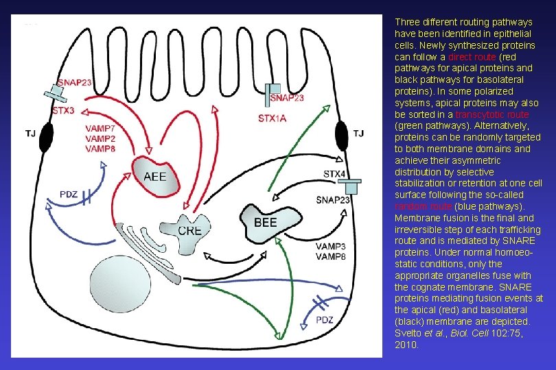 Three different routing pathways have been identified in epithelial cells. Newly synthesized proteins can