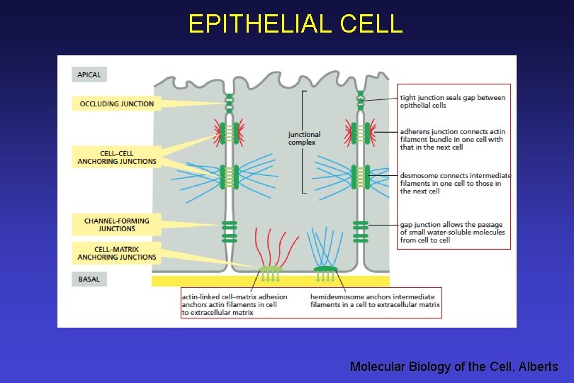 EPITHELIAL CELL Molecular Biology of the Cell, Alberts 