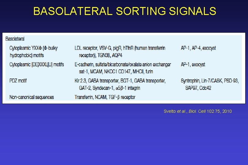 BASOLATERAL SORTING SIGNALS Svelto et al. , Biol. Cell 102: 75, 2010 