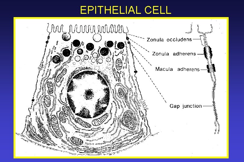 EPITHELIAL CELL 