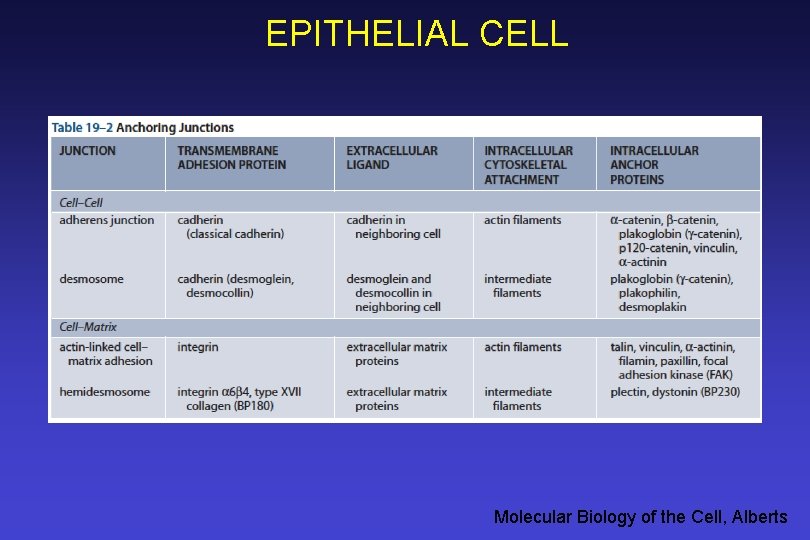 EPITHELIAL CELL Molecular Biology of the Cell, Alberts 