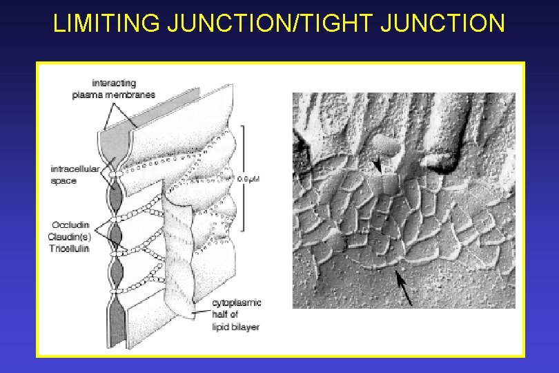 LIMITING JUNCTION/TIGHT JUNCTION 