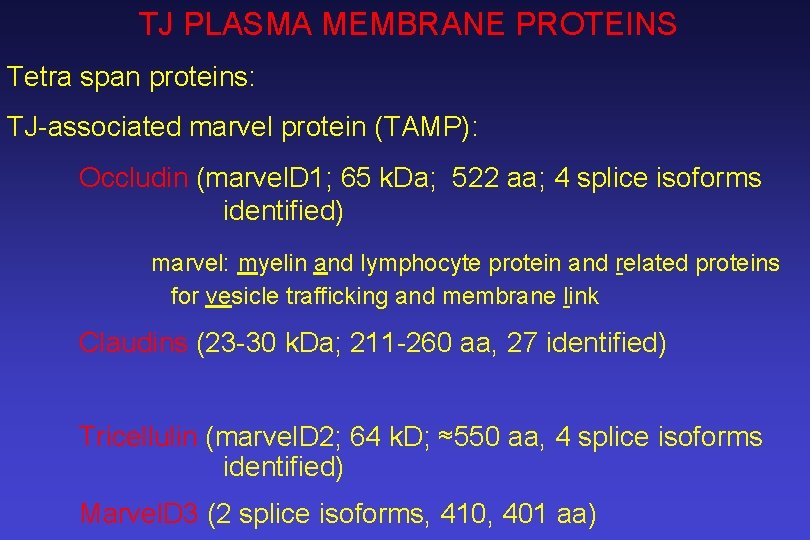 TJ PLASMA MEMBRANE PROTEINS Tetra span proteins: TJ-associated marvel protein (TAMP): Occludin (marvel. D