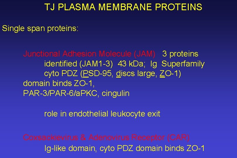 TJ PLASMA MEMBRANE PROTEINS Single span proteins: Junctional Adhesion Molecule (JAM) 3 proteins identified
