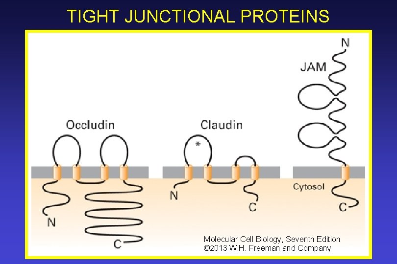 TIGHT JUNCTIONAL PROTEINS Molecular Cell Biology, Seventh Edition © 2013 W. H. Freeman and