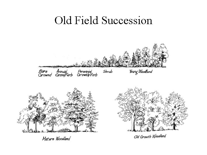 Old Field Succession 