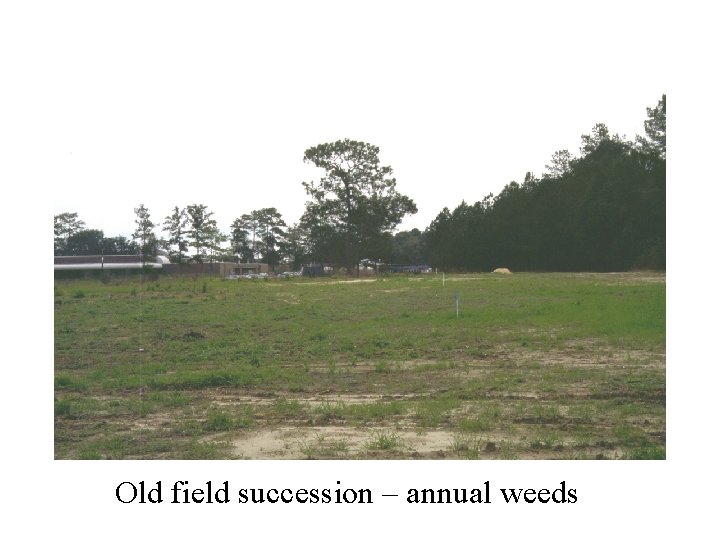 Old field succession – annual weeds 