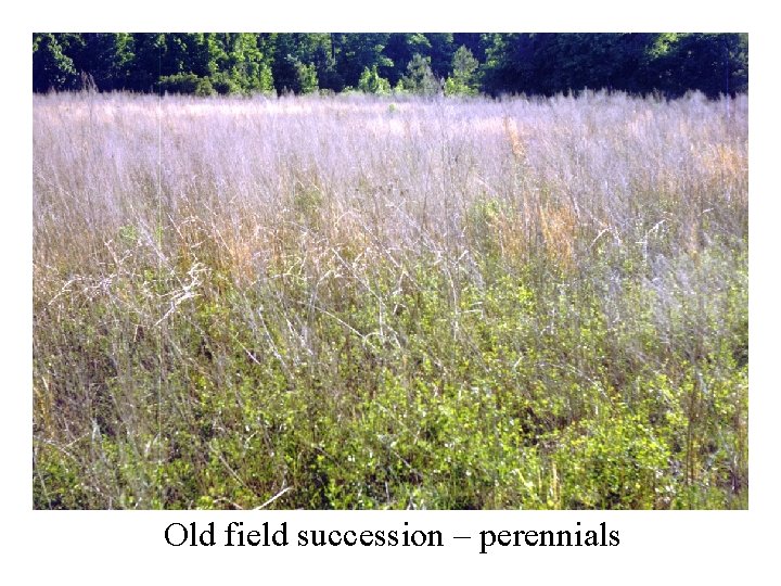 Old field succession – perennials 