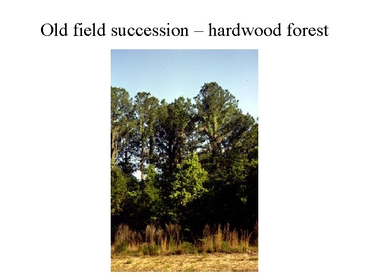 Old field succession – hardwood forest 