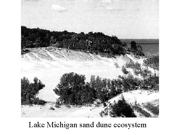 Lake Michigan sand dune ecosystem 