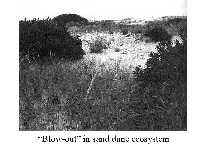 “Blow-out” in sand dune ecosystem 