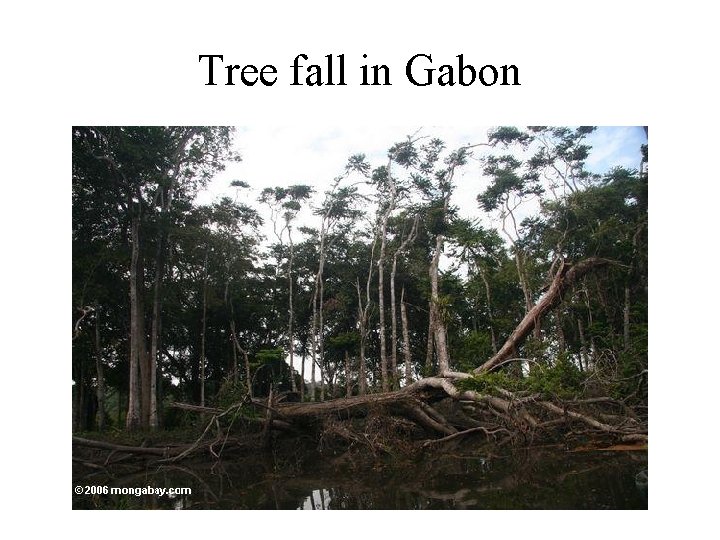 Tree fall in Gabon 