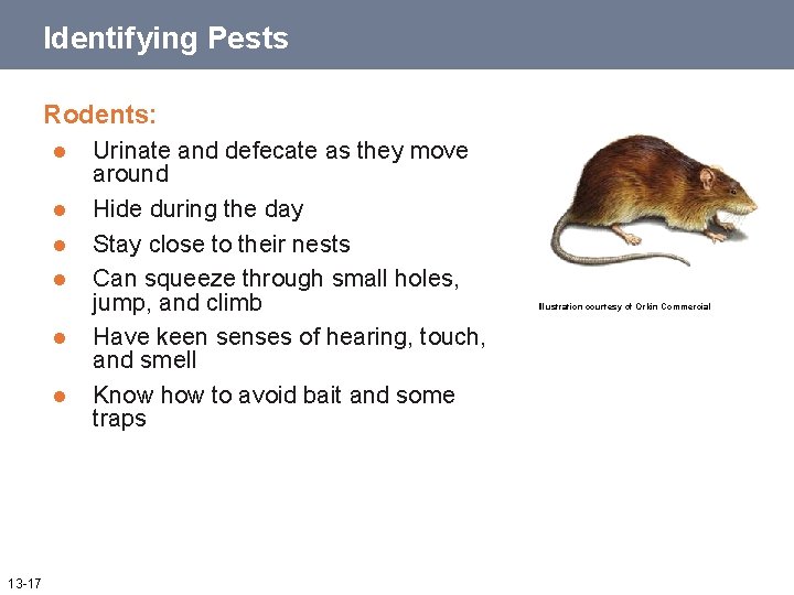 Identifying Pests Rodents: l l l 13 -17 Urinate and defecate as they move