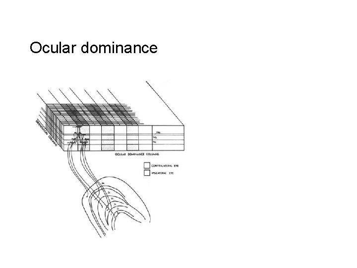 Ocular dominance 